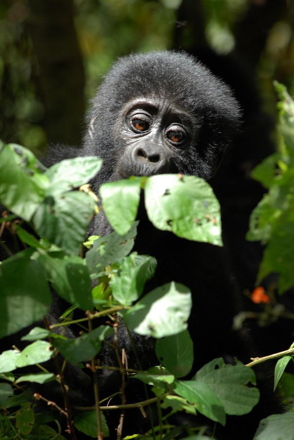 Nkuringo Bwindi Gorilla Lodge ภายนอก รูปภาพ