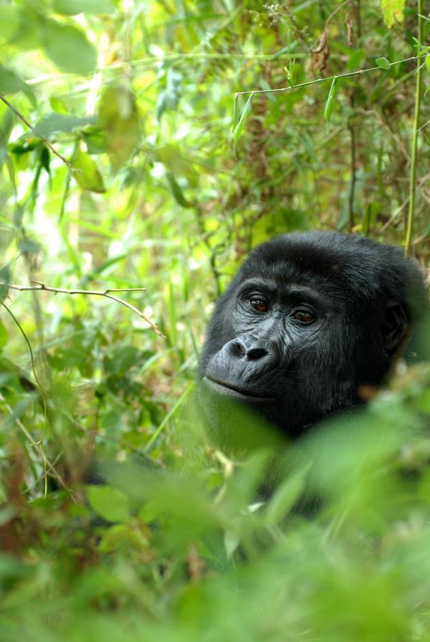 Nkuringo Bwindi Gorilla Lodge ภายนอก รูปภาพ