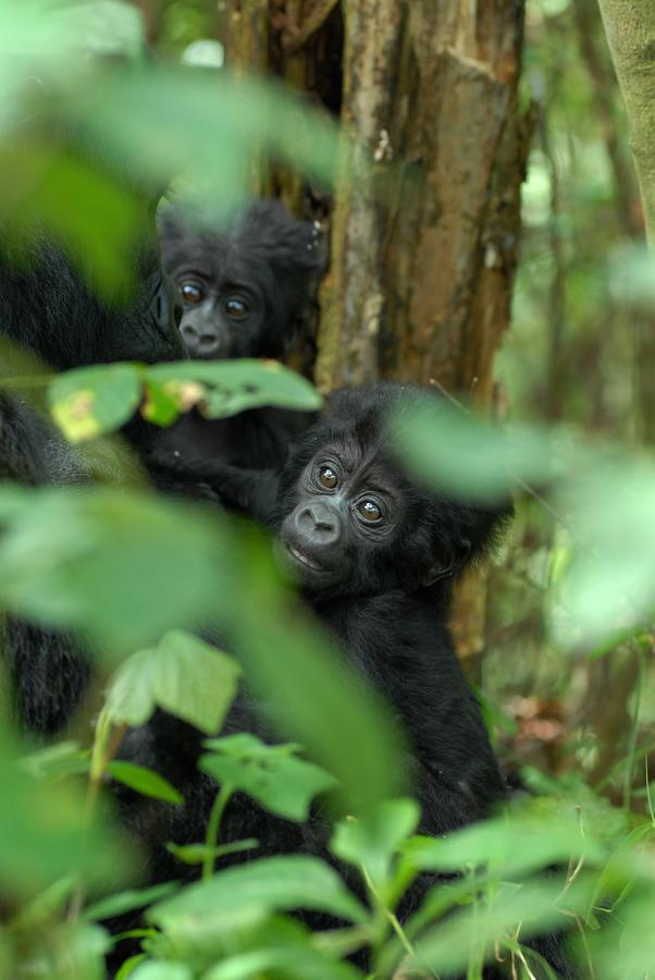 Nkuringo Bwindi Gorilla Lodge ภายนอก รูปภาพ